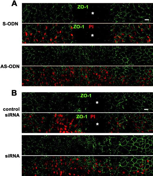 Cx43 AS-ODN or siRNA accelerated wound closure of the rat corneal endothelium after scrape injury. A single injection (40 μM, 20 μL) of Cx43 AS-ODN or siRNA into the anterior chamber was applied simultaneously with injury. (A, B) Immunolabeling for ZO-1 and nuclear staining with PI of a surface preparation on day 3 after injury (wounds at the center) reveal that the corneal surface with the single application of either AS-ODN (A) or siRNA (B) was fully covered with endothelial cells without intervening spaces, indicating complete wound closure. In contrast, spaces without cells ( ) were observed in the control eyes S-ODN or nonsense siRNA (control siRNA), demonstrating that closure was not complete. Scale bar, 20 μm.