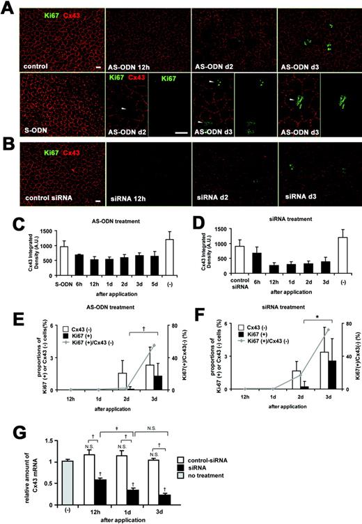 Cx43 AS-ODN or siRNA knocked down Cx43 expression and induced the proliferative activity of the rat corneal endothelium in vivo without injury. A single injection (40 μM, 20 μL) of Cx43 AS-ODN or siRNA into the anterior chamber was applied without injury. (A, B) Double immunolabeling for Ki67 and Cx43 of a surface preparation revealed that Cx43 AS-ODN (A) or siRNA (B) decreased Cx43 expression from 12 hours until day 3. A few Ki67-positive endothelial cells were present on day 2, and their number increased on day 3 after Cx43 AS-ODN or siRNA treatment. Cx43-negative cells (arrowheads) were found in the cornea on days 2 to 3 after Cx43 AS-ODN or siRNA treatment. Scale bar, 20 μm. (C, D) Morphometry for Cx43 fluorescence showed that Cx43 AS-ODN (C) or siRNA (D) decreased Cx43 expression starting at 6 hours, reaching a maximum decrease at 12 hours, and continuing until at least day 3. Mean ± SD; n = 2 to 16 for various time points. (E, F) Morphometry of Cx43-negative cells and Ki67-positive cells and the ratio of Ki67-positive cells to Cx43-negative cells revealed that no Ki67-positive endothelial cells were present at either 12 hours or day 1 after Cx43 AS-ODN or siRNA treatment, but that the number of Cx43-negative cells and Ki67-positive cells increased from days 2 to 3, that all Ki67-positive cells were Cx43-negative, and that the ratio increased from days 2 to 3. Mean ± SD; n = 4 to 16 for various time points. †P < 0.01; *P < 0.001; Welch’s t-test. (G) Real-time RT-PCR analysis for Cx43 mRNA in the endothelium and Descemet’s membrane from Cx43 siRNA-treated, control siRNA-treated, and nontreated (control) corneas. Mean ± SD; n = 3. †P < 0.01 compared with control or control siRNA; ‡P < 0.05; NS, not significant (Scheffé’s test).