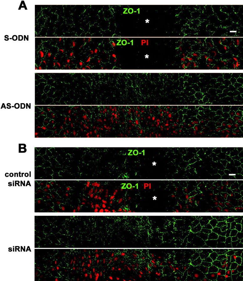 Cx43 AS-ODN or siRNA accelerated wound closure of the rat corneal endothelium after scrape injury. A single injection (40 μM, 20 μL) of Cx43 AS-ODN or siRNA into the anterior chamber was applied simultaneously with injury. (A, B) Immunolabeling for ZO-1 and nuclear staining with PI of a surface preparation on day 3 after injury (wounds at the center) reveal that the corneal surface with the single application of either AS-ODN (A) or siRNA (B) was fully covered with endothelial cells without intervening spaces, indicating complete wound closure. In contrast, spaces without cells ( ) were observed in the control eyes S-ODN or nonsense siRNA (control siRNA), demonstrating that closure was not complete. Scale bar, 20 μm.