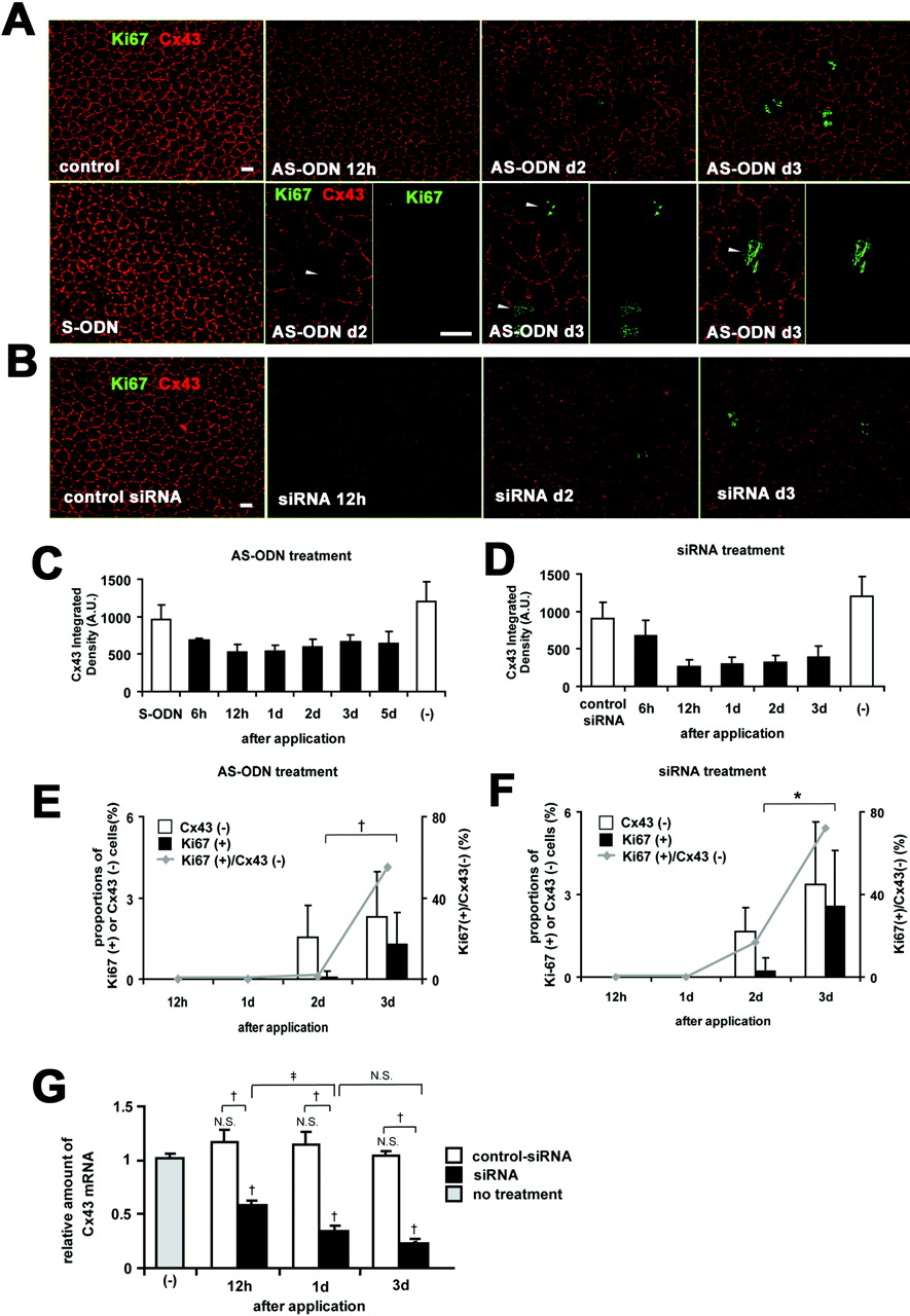 Cx43 AS-ODN or siRNA knocked down Cx43 expression and induced the proliferative activity of the rat corneal endothelium in vivo without injury. A single injection (40 μM, 20 μL) of Cx43 AS-ODN or siRNA into the anterior chamber was applied without injury. (A, B) Double immunolabeling for Ki67 and Cx43 of a surface preparation revealed that Cx43 AS-ODN (A) or siRNA (B) decreased Cx43 expression from 12 hours until day 3. A few Ki67-positive endothelial cells were present on day 2, and their number increased on day 3 after Cx43 AS-ODN or siRNA treatment. Cx43-negative cells (arrowheads) were found in the cornea on days 2 to 3 after Cx43 AS-ODN or siRNA treatment. Scale bar, 20 μm. (C, D) Morphometry for Cx43 fluorescence showed that Cx43 AS-ODN (C) or siRNA (D) decreased Cx43 expression starting at 6 hours, reaching a maximum decrease at 12 hours, and continuing until at least day 3. Mean ± SD; n = 2 to 16 for various time points. (E, F) Morphometry of Cx43-negative cells and Ki67-positive cells and the ratio of Ki67-positive cells to Cx43-negative cells revealed that no Ki67-positive endothelial cells were present at either 12 hours or day 1 after Cx43 AS-ODN or siRNA treatment, but that the number of Cx43-negative cells and Ki67-positive cells increased from days 2 to 3, that all Ki67-positive cells were Cx43-negative, and that the ratio increased from days 2 to 3. Mean ± SD; n = 4 to 16 for various time points. †P < 0.01; *P < 0.001; Welch’s t-test. (G) Real-time RT-PCR analysis for Cx43 mRNA in the endothelium and Descemet’s membrane from Cx43 siRNA-treated, control siRNA-treated, and nontreated (control) corneas. Mean ± SD; n = 3. †P < 0.01 compared with control or control siRNA; ‡P < 0.05; NS, not significant (Scheffé’s test).