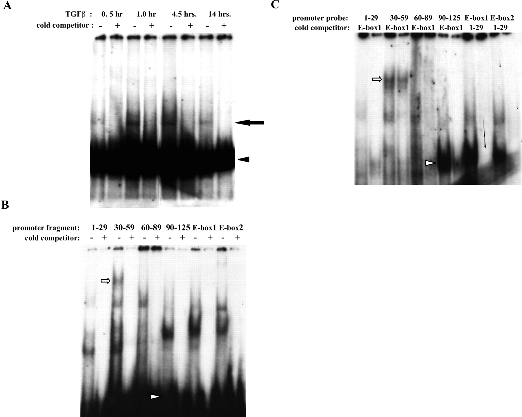 Proteins from TGF-β1-treated retinal pericytes bind the α-SMA promoter. (A) Bovine retinal pericytes were cultured in 5% serum+5 ng/mL FGF-2+1 μg/mL heparin for 48 hours. The cells were then washed and treated with 1 ng/mL TGF-β1 for the times indicated. Nuclear lysates were incubated with the 32P-labeled α-SMA promoter fragment p125, and DNA complexes were separated on 4.5% polyacrylamide gels by native-PAGE. Where indicated, reactions included a 100× molar excess of unlabeled promoter fragment p125. Arrowhead: free probe; arrow: shifted complex. (B) EMSA was performed as in (A), but pericytes were first incubated in 10% serum+5 ng/mL FGF-2+1 μg/mL heparin, and nuclei from pericytes treated with 1 ng/mL TGF-β1 for 30 minutes were incubated with the indicated 23P-labeled α-SMA promoter fragments. Where indicated, reactions included a 100× molar excess of unlabeled specific promoter fragment. Arrowhead: free probe. (C) EMSA was performed as in (B), but reactions included a 100× molar excess of the unlabeled nonspecific promoter fragment indicated. Arrow and arrowhead in (B) and (C) show band shifts created by probes 30 to 59 and 90 to 125, respectively, that were not completely competed by excess E-box1.