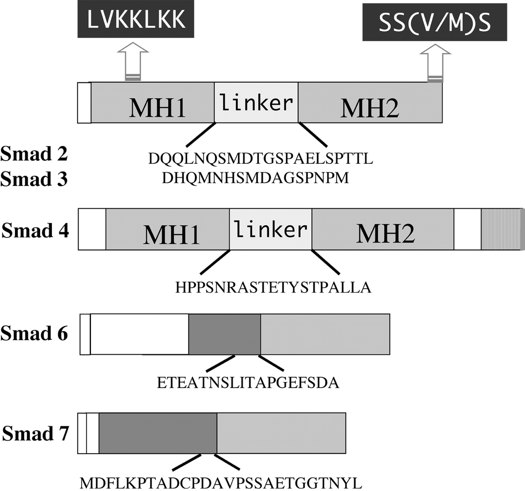 Schematic of peptides used for rabbit injections to generate polyclonal Smad antibodies. Generalized domain structures of Smad2, -3, -4, -6, and -7 are shown. LVKKLKK represents the conserved nuclear localization signal present in Smad2 and -3, and SS(V/M)/S is the conserved C-terminal site of phosphorylation by TGF-β receptor type I. MH1 and MH2 refer to the highly conserved N- and C-terminal domains of Smad2, -3, and -4. The divergent linker regions between MH1 and MH2 regions are also shown. Sequences of synthesized peptides used to inject rabbits for antibodies are indicated below each diagram.
