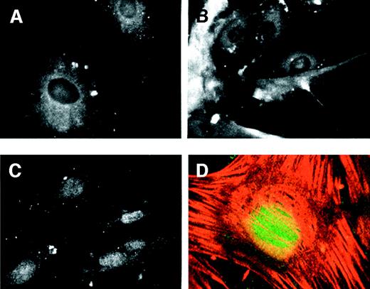 Myf-5 accumulated in the nucleus concomitant with growth arrest. Pericytes were grown in the presence of 10% serum or FGF-2/heparin. Cells were either maintained under these conditions or washed and changed to TGF-β1-containing medium. Cells were then fixed and prepared for anti-myf-5 immunofluorescence. When pericytes were cultured in the presence of serum (A) or FGF-2/heparin (B), anti-myf-5 fluorescence was cytoplasmic. However, after the switch from 10% serum to TGF-β1-containing medium (C), anti-myf-5 fluorescence was nuclear. Confocal imaging confirmed the nuclear localization of myf-5 in pericytes treated with TGF-β1 (D), and stained simultaneously for myf-5 (green) and α-SMA (red).