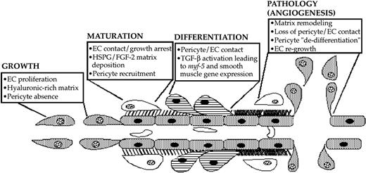 Diagram depicting a suggested pathway of FGF-2 and TGF-β1 induction of pericyte growth and differentiation during microvascular morphogenesis. Pericyte recruitment occurs after endothelial deposition of FGF-2 in the extracellular basement membrane. As pericytes begin contacting endothelial cells, TGF-β1 becomes activated, therein fostering endothelial growth arrest as well as causing the induction of myf-5 and pericyte smooth muscle contractile protein gene expression. This smooth muscle contractile phenotype maintains the endothelium in its growth-arrested state until aberrations in the extracellular compartment prevent endothelial cell-pericyte contacts. In turn, pericyte and endothelial cell proliferation ensues, launching recurrent rounds of pathologic angiogenesis.