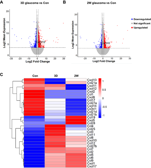 Transcriptomic profiling of GSE241782 identified upregulation of several chemokines, including CXCL10, in glaucomatous retina. (A, B) Volcano plots of upregulated and downregulated genes in glaucomatous versus control retinas at 3 days (3D) and 2 weeks (2W) following microbead injection. CXCL10 is prominently upregulated at both time points. Each experimental group had four replicate samples; sexes were pooled for n = 2 RNA-seq libraries. (C) Heatmap of differentially expressed chemokine transcripts across glaucoma progression (control, 3D, and 2W).
