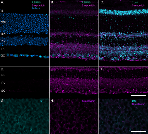 Distribution of systemically administered HDAP2 into the retina. Representative retinal cryosections from control and HDAP2-treated animals (50 mg/kg, IP, 2 hours post-injection). (A) Control retina labeled with streptavidin-conjugated Alexa Fluor 488 (magenta) to detect endogenous biotin, RBPMS (cyan) to identify retinal ganglion cells (RGCs), and ToPro3 (blue) for nuclear labeling. Endogenous biotin levels were very low. (B) HDAP2-treated retina showing widespread peptide uptake (streptavidin, magenta) with prominent colocalization in RGC somas (RBPMS, cyan), and throughout the plexiform layers. (C) HDAP2 distribution (streptavidin, magenta) closely matched the mitochondrial marker Cox4 (cyan). (D–F) Streptavidin-only channel from panels A, B, and C, respectively. (G–I) HDAP2 distribution (streptavidin, magenta) also colocalized with glutamine synthetase (cyan), a Müller glial cell marker, indicating that systemically administered HDAP2 distributes to multiple retinal cell types. Scale bars = 50 µm. GC, ganglion cell layer; GS, glutamine synthetase; INL, inner nuclear layer; IPL, inner plexiform layer; IS, inner segments of photoreceptors; OPL, outer plexiform layer; ONL, outer nuclear layer.